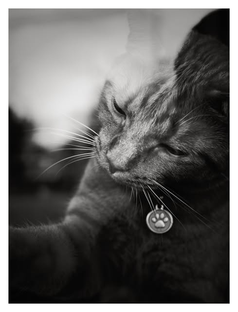Black-and-white portrait of a cat by Tony Shepherd
