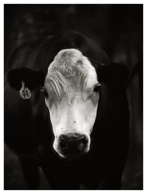 Black-and-white animal portrait by Tony Shepherd