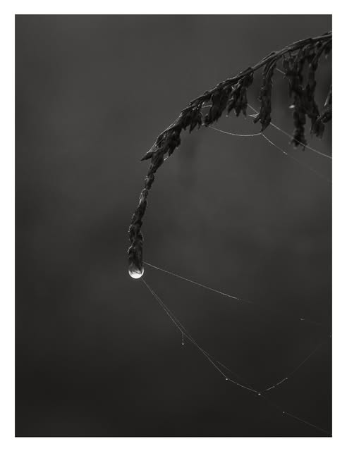 A dew drop and spiderweb photographed in black and white by Tony Shepherd